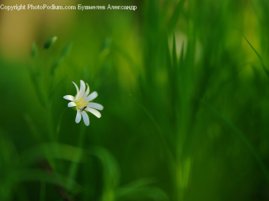 Daisies, Daisy, Flower, Plant, Fiber, Flax, Flora