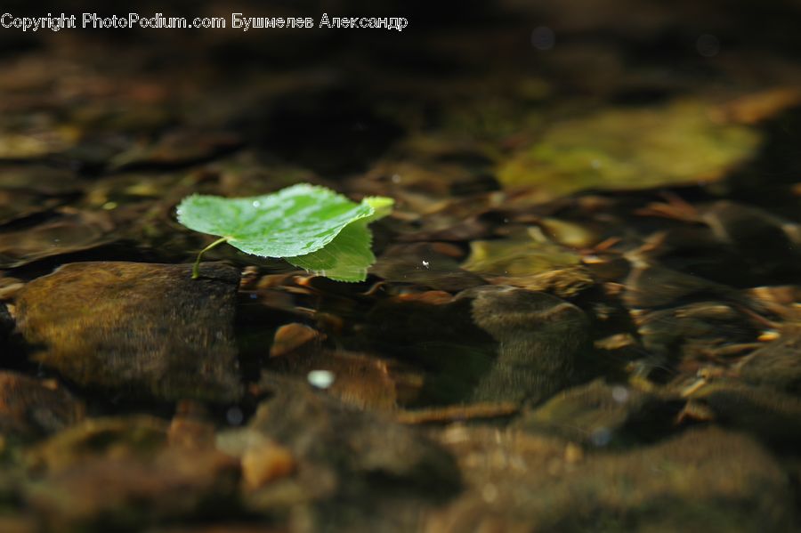 Ivy, Plant, Vine, Soil, Blossom, Flora, Flower