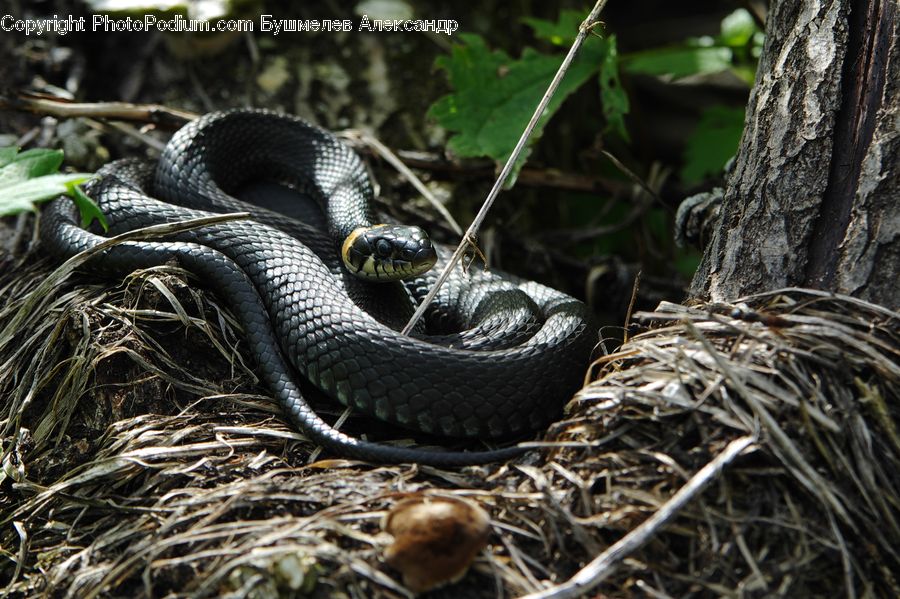 King Snake, Reptile, Snake, Rattlesnake, Bird Nest, Nest, Agaric