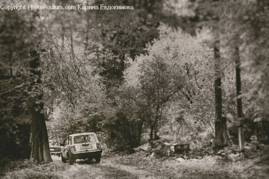 Car, Jeep, Vehicle, Forest, Vegetation, Offroad, Bush