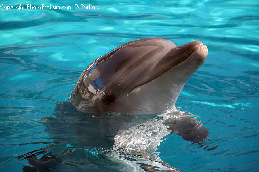 Animal, Dolphin, Fish, Sea Life, Sport, Swimming, Water