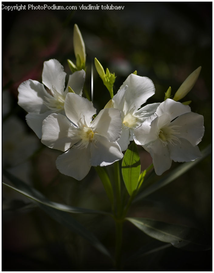 Blossom, Daffodil, Flora, Flower, Plant, Hibiscus, Poppy