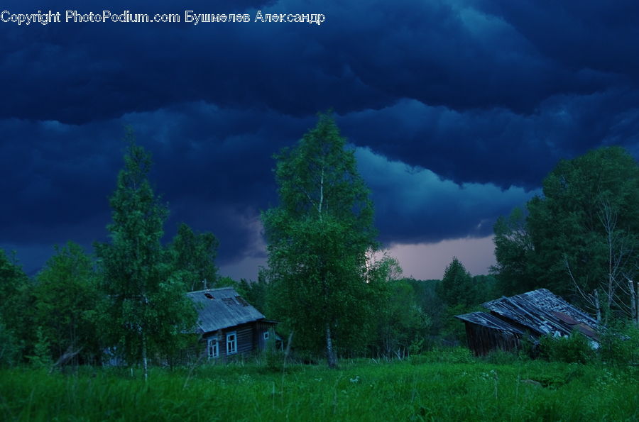 Cabin, Hut, Rural, Shack, Shelter, Conifer, Fir