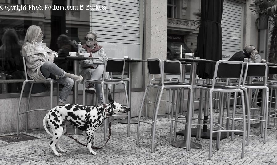 Chair, Furniture, People, Person, Human, Cafe, Cafeteria