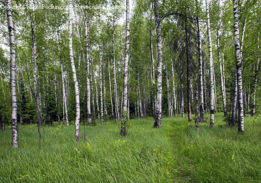 Birch, Tree, Wood, Fir, Forest, Grove, Vegetation