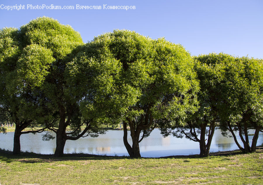 Plant, Tree, Oak, Wood, Conifer, Fir, Blossom