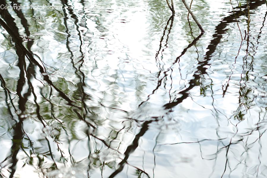 Birch, Tree, Wood, Outdoors, Ripple, Water, Forest