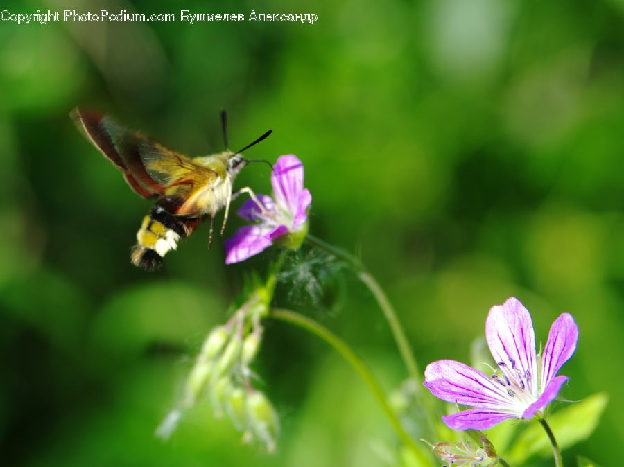 Blossom, Flora, Flower, Geranium, Plant, Bee, Insect