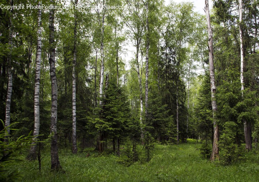 Forest, Vegetation, Birch, Tree, Wood, Grove, Land