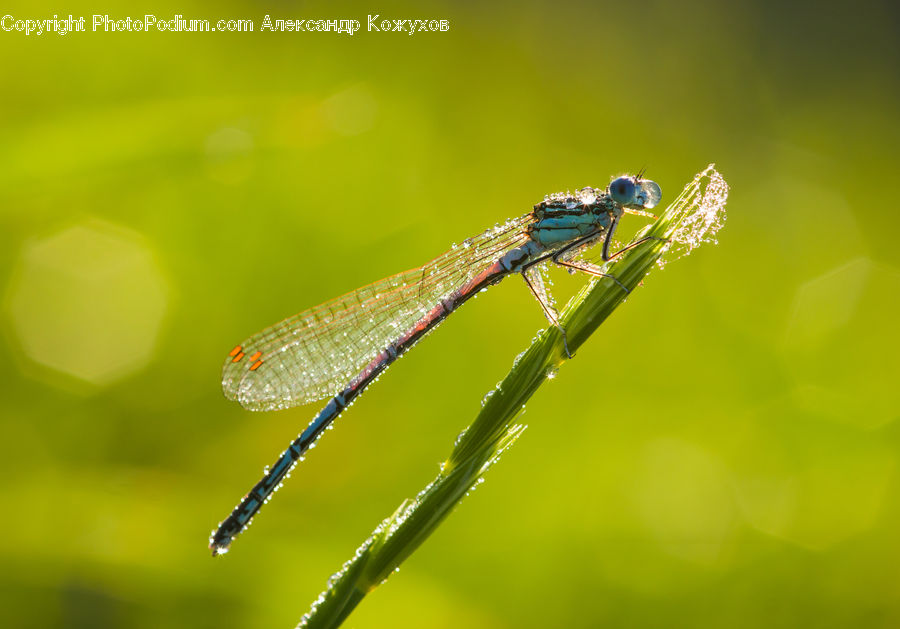 Anisoptera, Dragonfly, Insect, Invertebrate