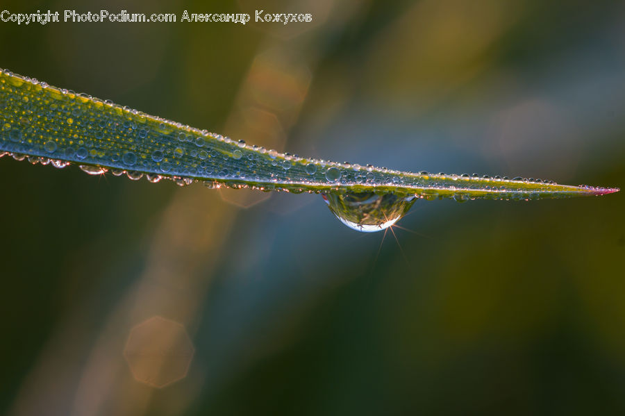 Anisoptera, Dragonfly, Insect, Invertebrate, Droplet, Field, Grass