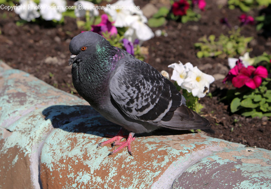 Bird, Pigeon, Dove, Blossom, Flora, Flower, Geranium