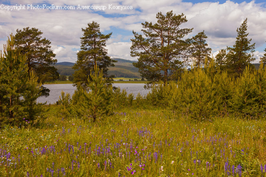 Conifer, Fir, Plant, Tree, Field, Grass, Grassland