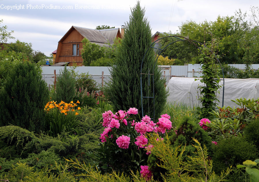 Blossom, Daffodil, Flora, Flower, Plant, Yard, Conifer