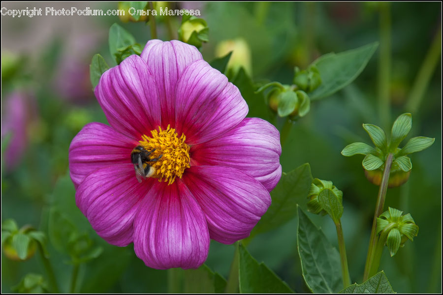 Cosmos, Blossom, Flora, Flower, Geranium, Plant, Pollen