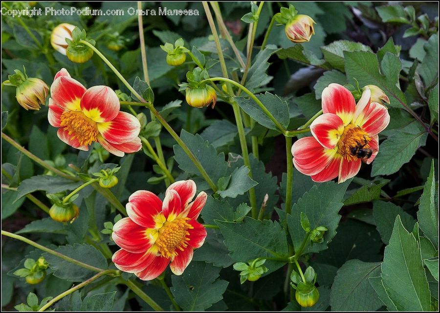 Blossom, Dahlia, Flora, Flower, Plant, Pollen, Geranium