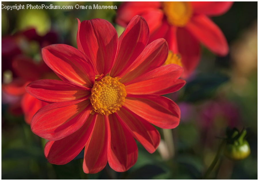 Cosmos, Produce, Tomato, Vegetable, Daisies, Daisy, Flower