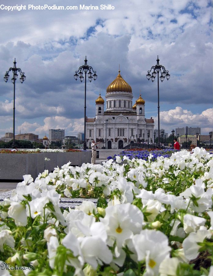 Architecture, Dome, Mosque, Worship, Blossom, Flora, Flower