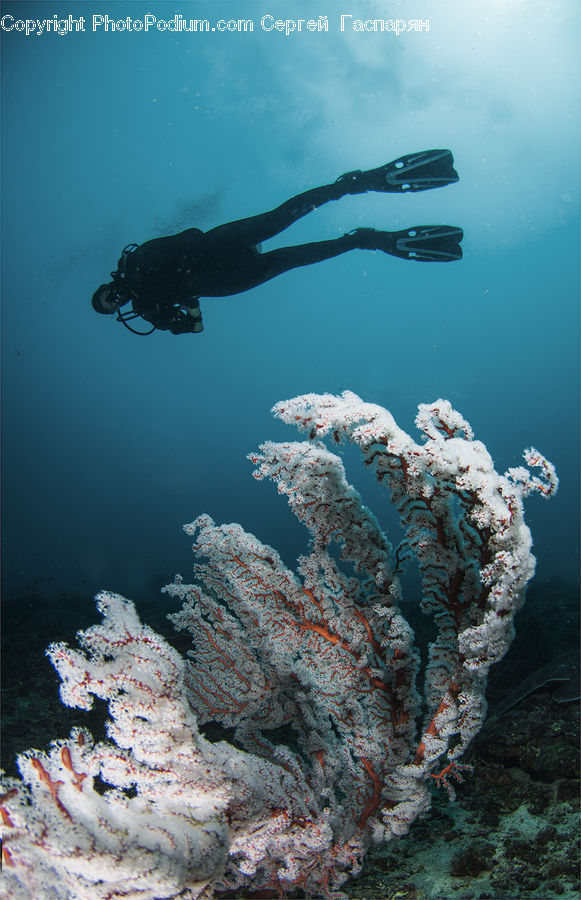 Coral Reef, Outdoors, Reef, Sea, Sea Life, Water, Diver