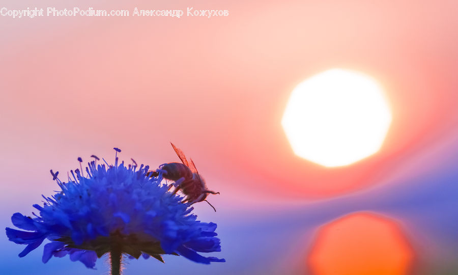 Bee, Insect, Invertebrate, Flora, Pollen, Flare, Light