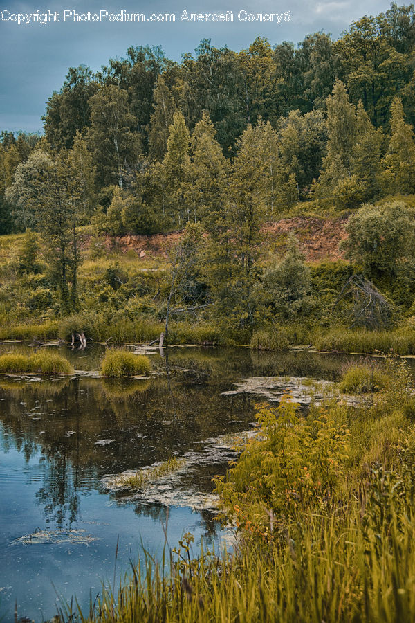 Outdoors, Pond, Water, Land, Marsh, Swamp, Field