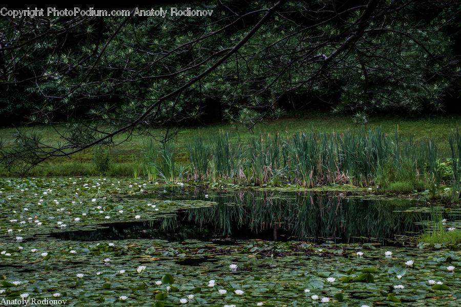 Outdoors, Pond, Water, Land, Marsh, Swamp, Forest