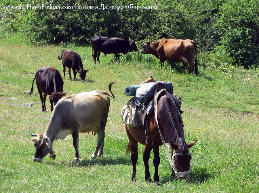 Animal, Horse, Mammal, Cattle, Cow, Dairy Cow, Countryside