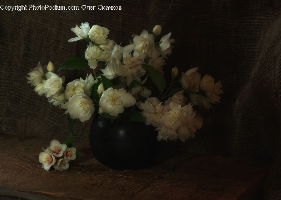 Blossom, Flower, Peony, Plant, Flora, Garlic, Flower Arrangement