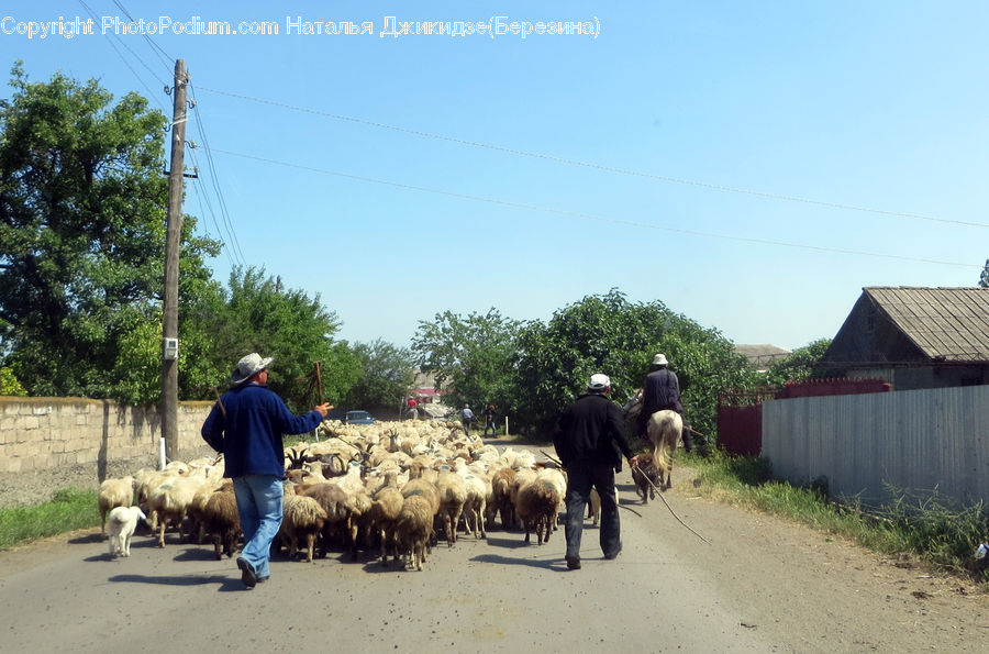 People, Person, Human, Flock, Buggy, Carriage, Horse Cart