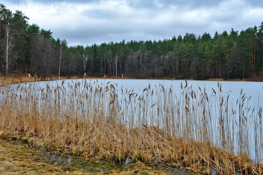 Field, Grass, Grassland, Plant, Outdoors, Pond, Water