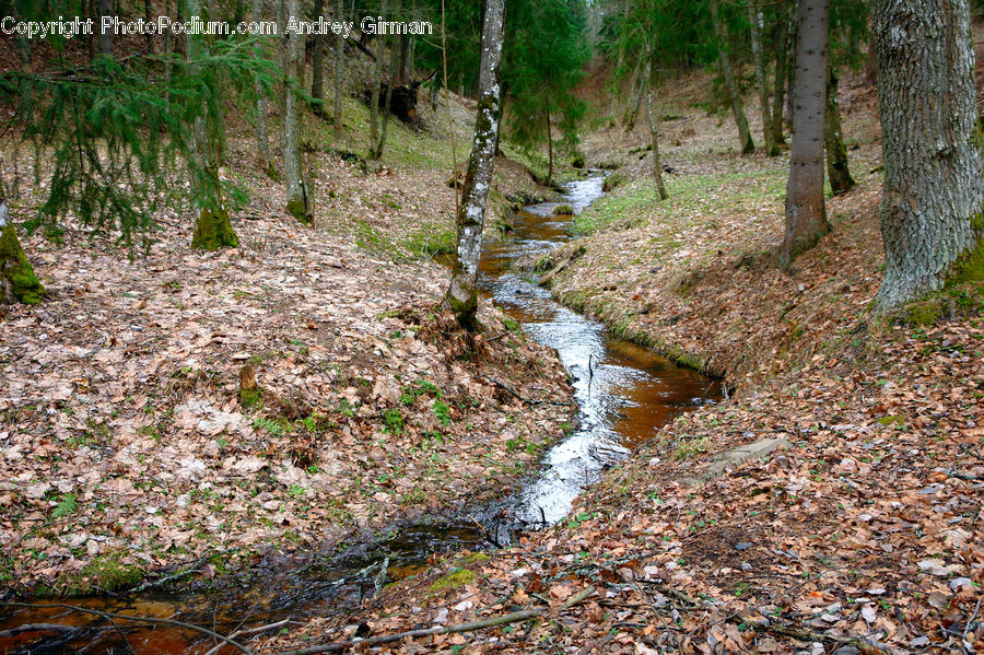 Forest, Vegetation, Birch, Tree, Wood, Creek, Outdoors