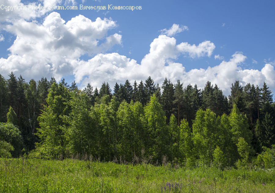 Conifer, Fir, Plant, Tree, Cloud, Cumulus, Sky