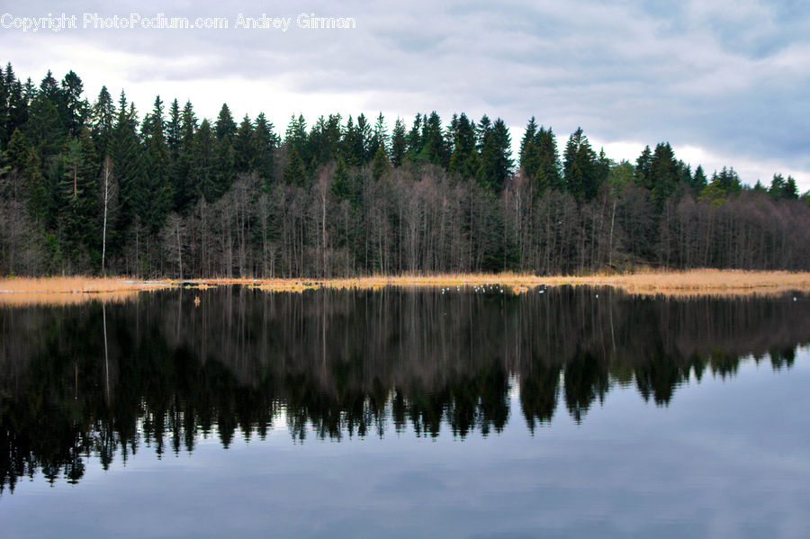 Lake, Outdoors, Water, Conifer, Fir, Plant, Tree