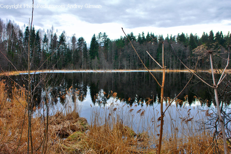 Land, Marsh, Pond, Swamp, Water, Field, Grass