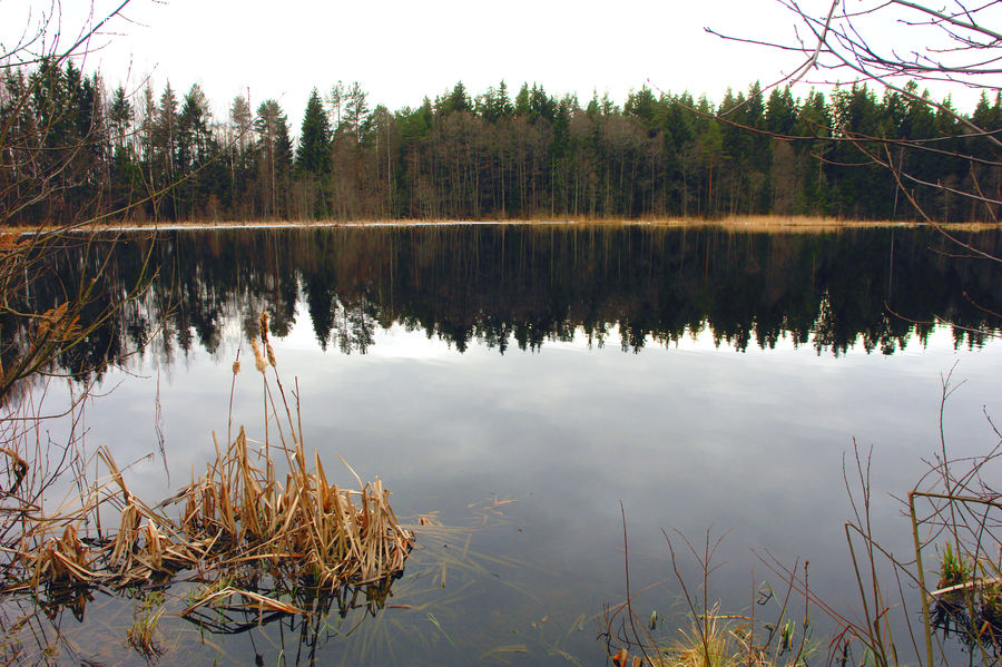 Land, Marsh, Pond, Swamp, Water, Outdoors, Field