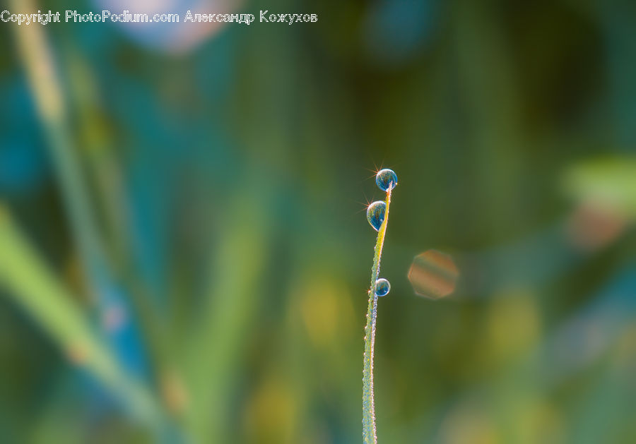 Plant, Weed, Field, Grass, Grassland, Droplet, Moss