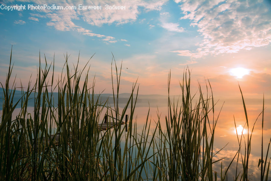 Field, Grass, Grassland, Plant, Reed, Dusk, Outdoors