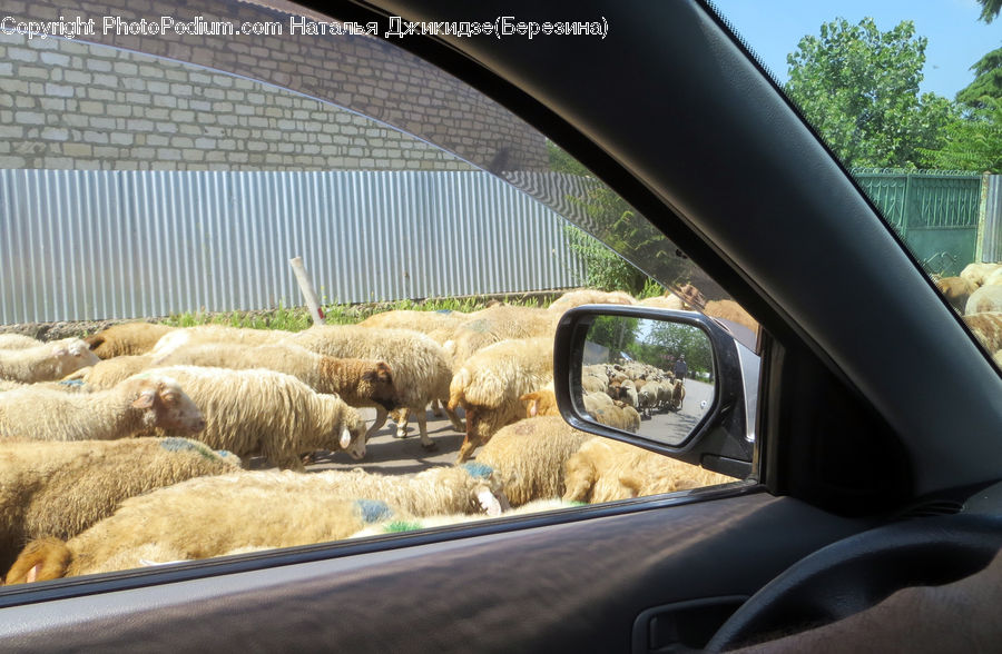 Animal, Mammal, Sheep, Car Mirror, Mirror