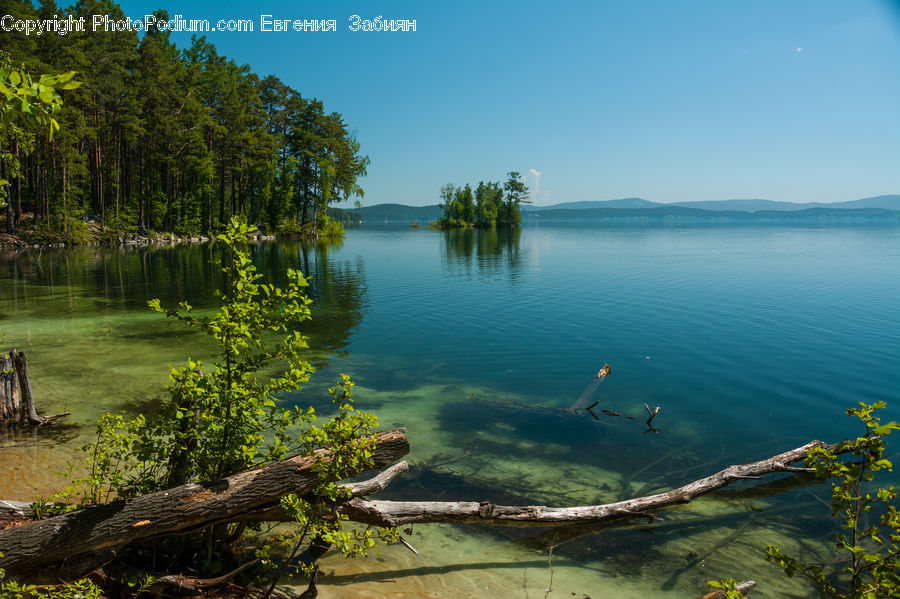 Lake, Outdoors, Water, Alligator, Crocodile, Reptile, Oak