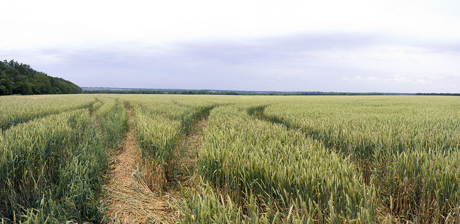 Grain, Wheat, Grass, Plant, Field, Grassland