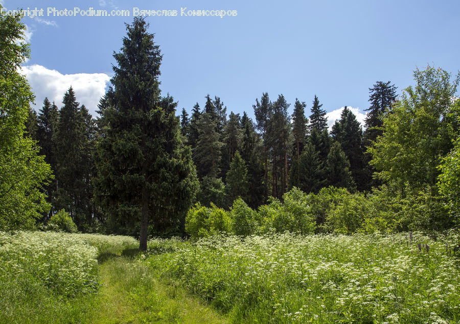 Conifer, Fir, Plant, Tree, Spruce, Wood, Forest