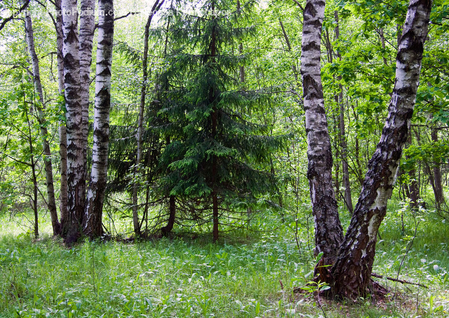 Birch, Tree, Wood, Forest, Vegetation, Grove, Land