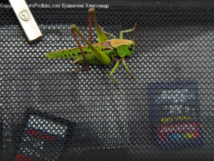 Cricket Insect, Grasshopper, Insect, Invertebrate, Triangle, Mantis, Plant
