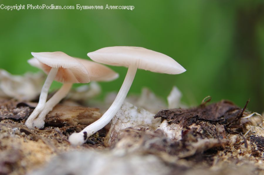 Agaric, Amanita, Fungus, Mushroom, Plant, Cricket Insect, Grasshopper