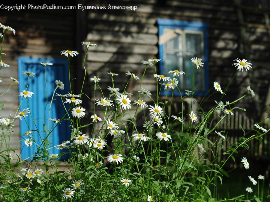 Blossom, Daffodil, Flora, Flower, Plant, Daisies, Daisy