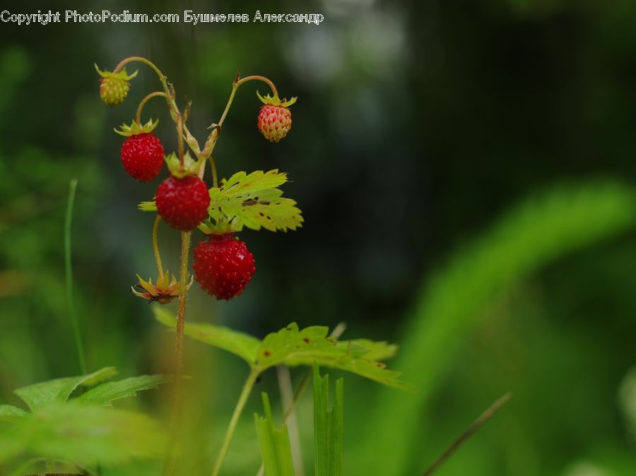 Fruit, Raspberry, Strawberry, Blossom, Flora, Flower, Plant