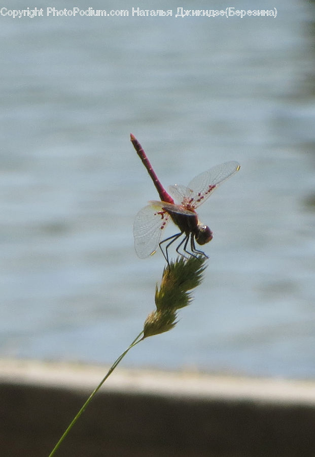 Anisoptera, Dragonfly, Insect, Invertebrate, Arachnid, Garden Spider, Spider