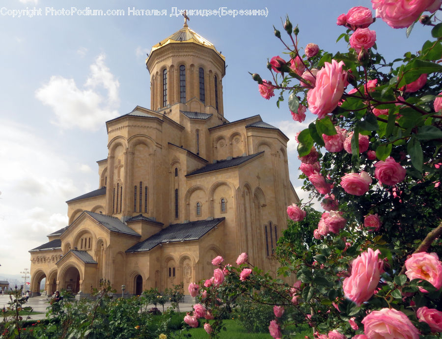 Blossom, Flower, Plant, Rose, Architecture, Bell Tower, Clock Tower
