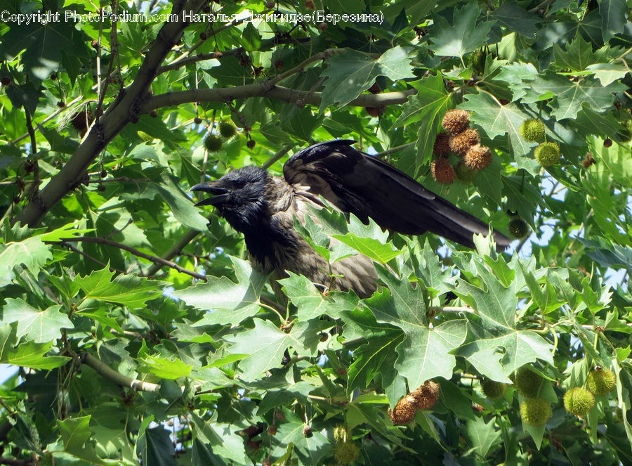 Bird, Blackbird, Crow, Plant, Vine, Field, Blossom