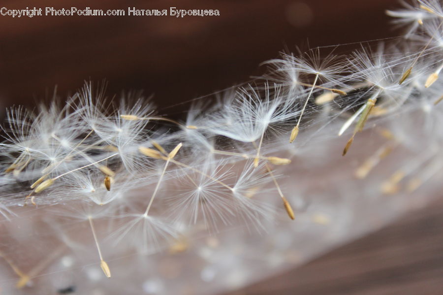 Dandelion, Flower, Plant, Grain, Seed, Field, Grass